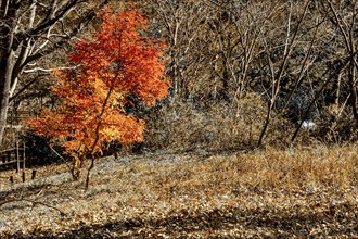 Solitary orange tree stands out among bare autumn trees in a forest, in South Korea