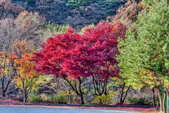 Vibrant red maple tree in autumn standing in a park with contrasting greenery, in South Korea