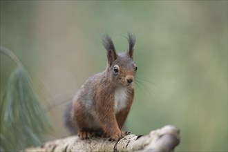 Eurasian red squirrel (Sciurus vulgaris), running on a thick branch and looking attentively towards