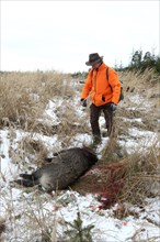 Wild boar hunt, hunter with safety waistcoat and shot wild boar (Sus scrofa) in the snow, Allgaeu,