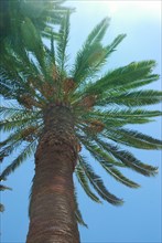 Looking up at a tall palm tree against a clear blue sky with sunlight filtering through the leaves