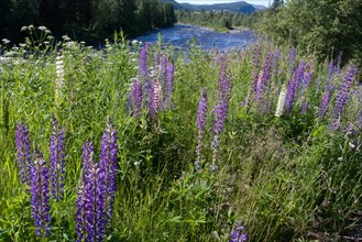 Lupins on the banks of a river with surrounding green landscape in summer under bright sunlight