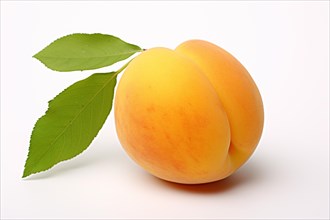 Single apricot fruit on white background. KI generiert, generiert, AI generated