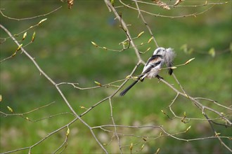 Long-tailed Tit, March, Germany, Europe