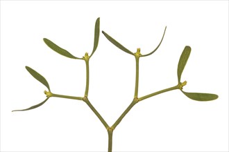 Branch of the pine mistletoe (Viscum laxum) with female flowers, a shoot semi-parasite, Valais,