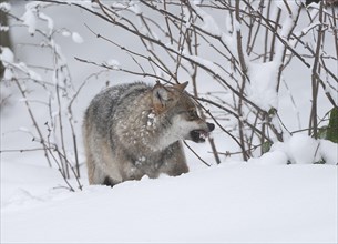 Gray wolf (Canis lupus) standing in the snow and baring its teeth captive, Bavaria, Germany, Europe