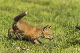 Red fox. Vulpes vulpes. Red fox cub running in a meadow. Province of Quebec. Canada