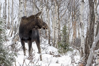 Moose. Alces alces. Moose cow standing and watching in a snow-covered forest in late fall. Gaspesie