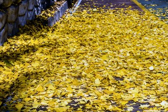 Yellow fallen leaves covering the ground, creating a vibrant autumnal texture, in South Korea