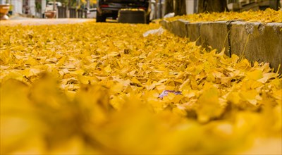 Closeup of gingko leaves fallen on street next to curb. Foreground and background blurred for