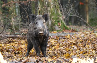 Wild boar (Sus scrofa) in the autumnal colourful forest, Allgaeu, Bavaria, Germany, Europe