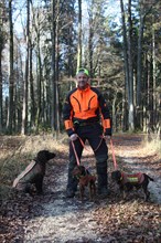 Wild boar (Sus scrofa) dog handler with hunting dogs quail and hunting terrier, all in safety