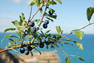 Wild plums on a branch over a coastal seascape on a sunny day