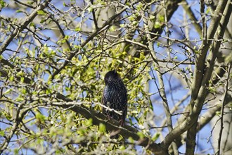 Starling on a tree, March, Germany, Europe