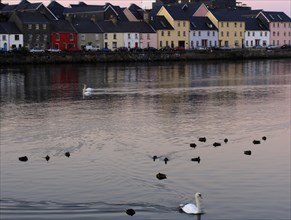 Swans and ducks on a calm body of water in front of colourful house facades at dusk Ireland Galway