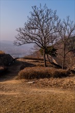 Leafless tree next to hiking trail shaded by section of mountain fortress wall in Boeun, South