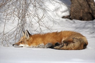 Red fox. Vulpes vulpes. Red fox resting on snow in winter. Red fox lying on the snow. Province of