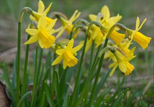 Yellow daffodils, Narcissus asturiensis