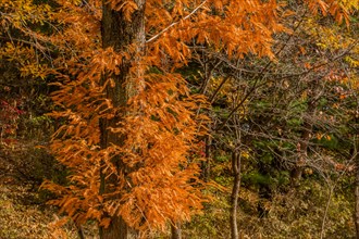 A forest scene with trees adorned with orange autumn leaves, in South Korea