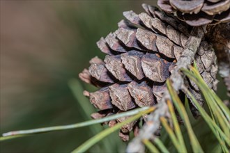 Detailed close-up of a mature pine cone surrounded by pine needles, in South Korea