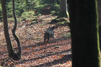 Wild boar (Sus scrofa) escapes unshot through the forest, Allgaeu, Bavaria, Germany, Europe