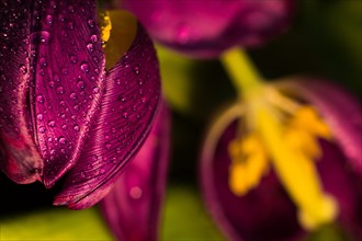 Close-up of a purple tulip with water droplets emphasizing its vibrant colors and freshness