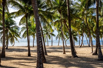 Romantic Caribbean sandy beach with palm trees, turquoise-coloured sea. Morning landscape shot at