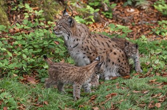 Eurasian lynx (Lynx lynx) female, mother and two cubs on the forest floor, captive, Germany, Europe