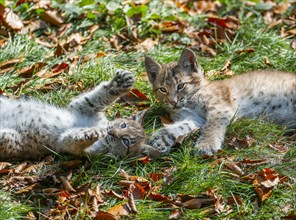 Eurasian lynx (Lynx lynx), two cubs playing, captive, Bavarian Forest, Bavaria, Germany, Europe