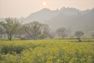 Rape flowering, china