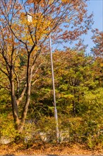 A street lamp stands among autumn trees with yellow leaves against a blue sky, in South Korea