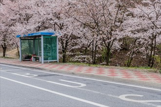 A bus stop by a road with cherry blossoms in bloom, complete with a bench and shelter, in South