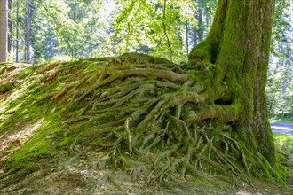 Roots, mighty tree, at the Wiesbuettsee, Spessart, Hesse, Germany, Europe