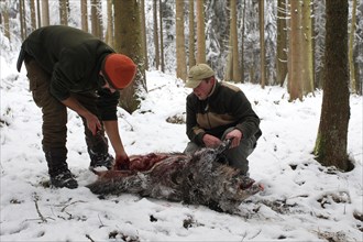 Wild boar hunt, hunters dismantling a wild boar (Sus scrofa) in the snow, Allgaeu, Bavaria,