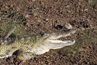 Nile crocodile (Crocodylus niloticus) Mziki Private Game Reserve, North West Province, South