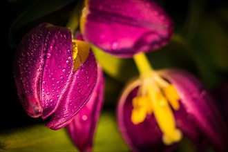 Close-up of purple flower petals with dew drops against a dark background
