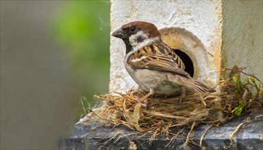 Animals, bird, sparrow, house sparrow, Passer domesticus, building a nest, KI generated, AI