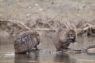 Two nutria (Myocastor coypus), wet, standing on a branch lying in the water, one nutria keeps its