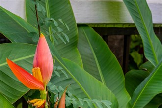 A vibrant banana blossom emerging among lush green tropical leaves, in Chiang Mai, Thailand, Asia