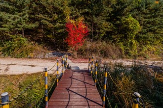 A tranquil footbridge leads to a vibrant red bush among green pines in an autumn setting, in South