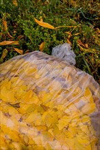 Close-up of clear bags filled with colorful autumn leaves on the ground, in South Korea