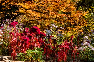 Intensely colored red and purple flowers against a vivid yellow autumn foliage backdrop, in South