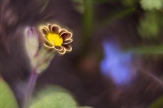 Close-up of a primrose (Primula), picturesque, impressionistic, Hesse, Germany, Europe