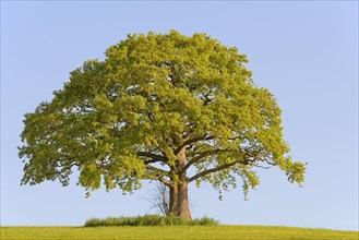 Solitary tree, gnarled oak tree (Quercus) in spring, North Rhine-Westphalia, Germany, Europe