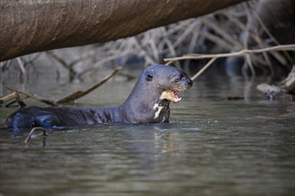 Giant otter (Pteronura brasiliensis) Pantanal Brazil