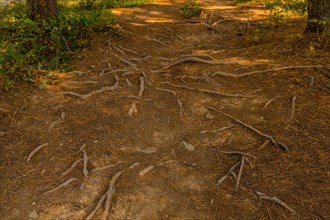 Exposed twisted roots spreading across the dry forest floor, in South Korea