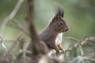 Eurasian red squirrel (Sciurus vulgaris), standing in the undergrowth of branches and looking