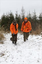 Wild boar hunt, hunters in high-visibility waistcoats drag a shot wild boar (Sus scrofa) through