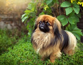 Dog, Pekingese, whole figure, outdoor, in the garden, AI generated, AI generated