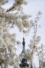 View of the Hofkirche Dresden, tree blossom, Dresden, Saxony, Germany, Europe